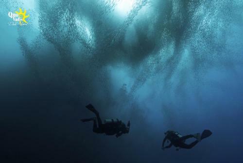 Hotel Quo Vadis Dive Resort