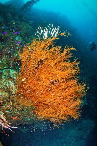 Hotel Quo Vadis Dive Resort