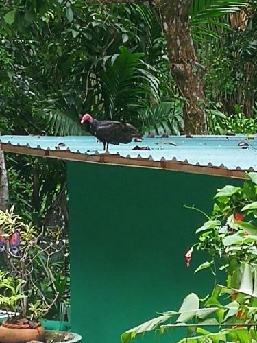 Hotel Manuel Antonio Park House