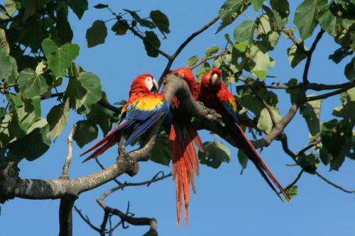 Lodge Finca Kobo