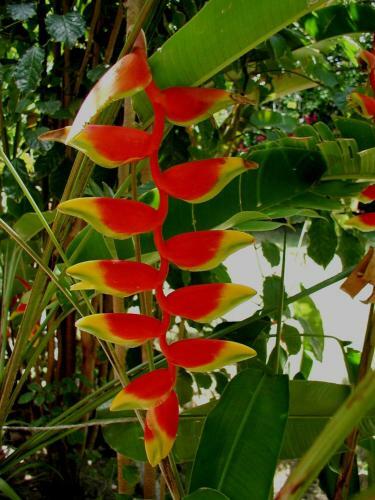 Lodge Finca Kobo