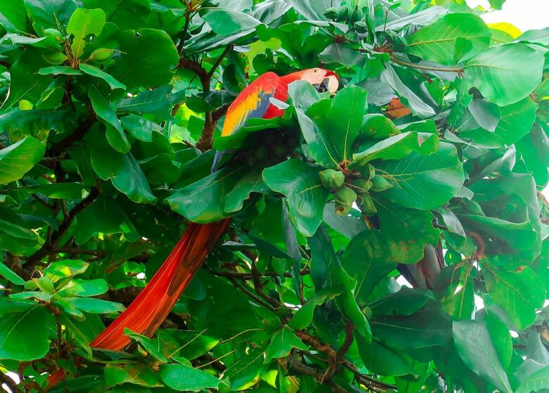 Hotel Hoja De Oro Corcovado