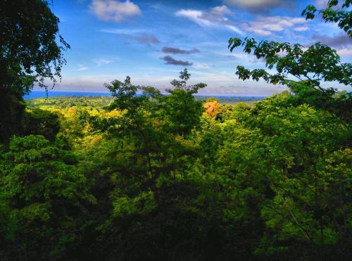 Lodge Nature Observatorio Treehouse Tours Puerto Viejo