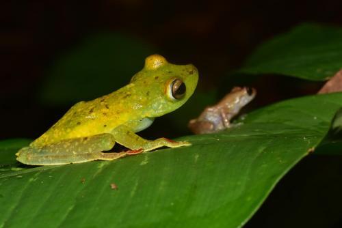 Lodge Nature Observatorio Treehouse Tours Puerto Viejo
