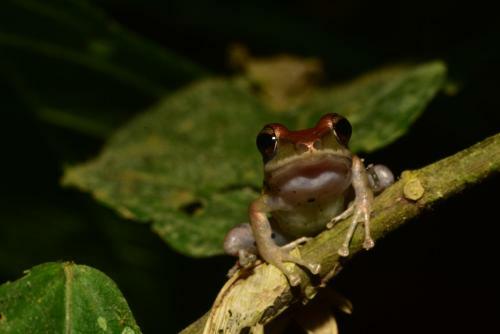 Lodge Nature Observatorio Treehouse Tours Puerto Viejo