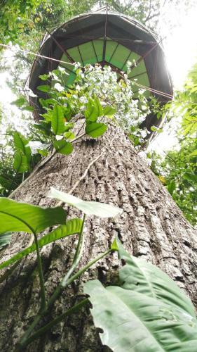 Lodge Nature Observatorio Treehouse Tours Puerto Viejo