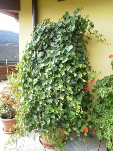 Hostal Haus Vordertiefenbach
