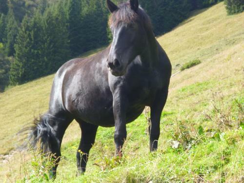 Apartamento Appartements Oberhof