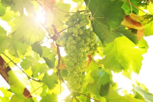 Apartamento Das Rebenhaus