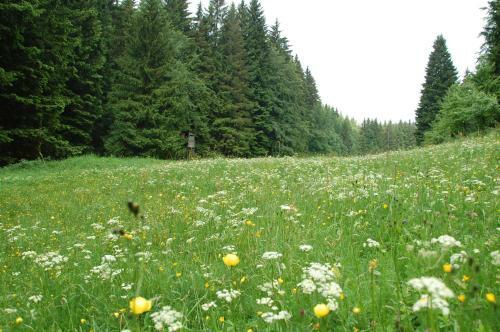 Apartamento Ferienwohnung Reifberg