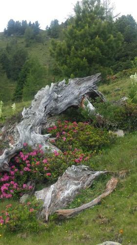 Agroturismo Simonbauerhof