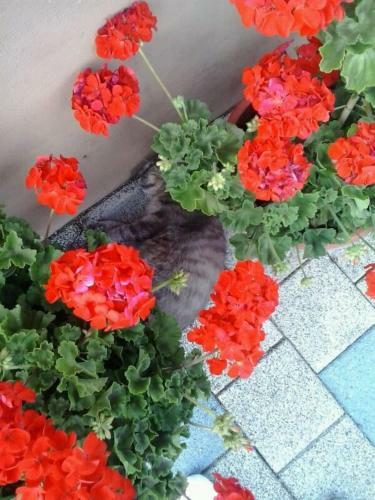 Hostal Appartement Pension Grasser