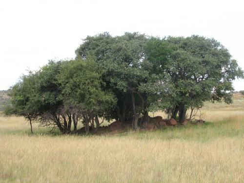 Lodge Bateleur Nature Reserve