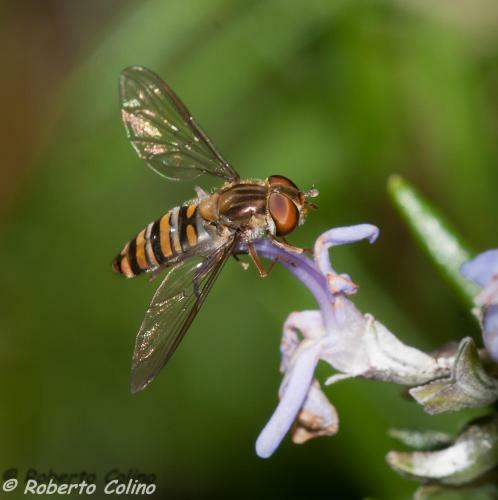 Artesoro Baserria