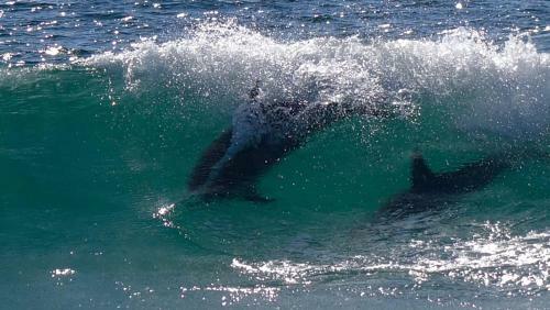 Hostal Moonstruck On Pringle Bay Guesthouse