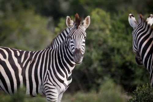 Bukela Game Lodge - Amakhala Game Reserve