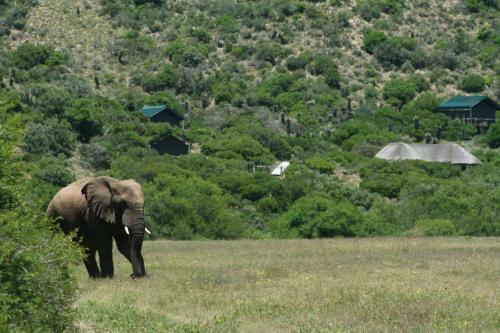 Lodge Hillsnek Safari Camp ? Amakhala Game Reserve