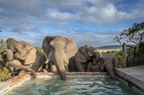Lodge Hillsnek Safari Camp ? Amakhala Game Reserve