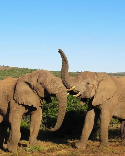 Lodge Hillsnek Safari Camp ? Amakhala Game Reserve