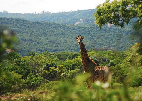 Tomjachu Bush Lodge