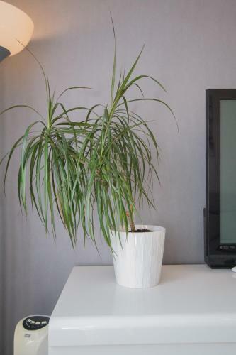 Apartamento Sweethome Dijon - Milsand