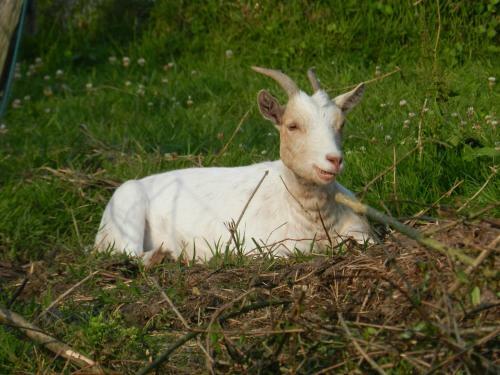 Bed & Breakfast B�cassine Et Ficelle