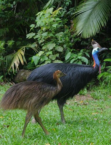 Daintree Cascades