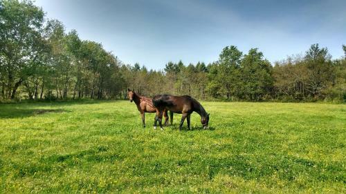 Bed & Breakfast Elevage Du Plec