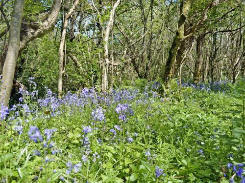 Orchard Cottage, Hartland