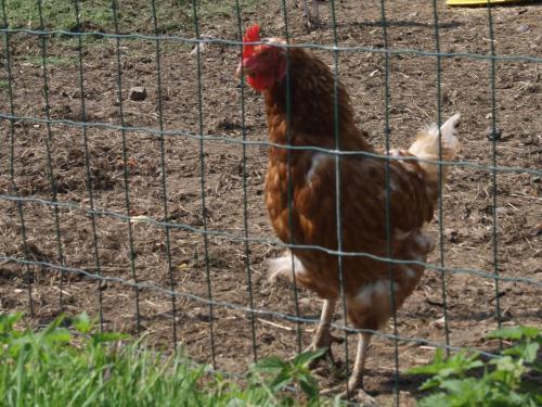 Le Petit Cheval Blanc