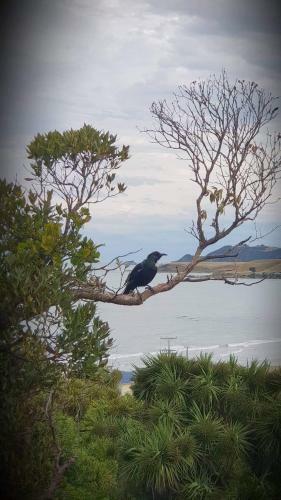 Nugget View Kaka Point Motels
