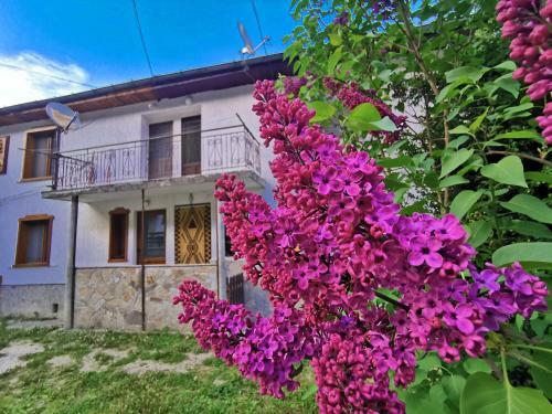 Petleto Houses