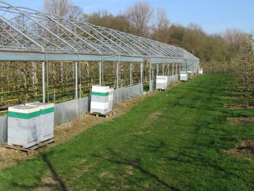B&B Cherryfarm