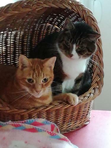 Bed & Breakfast Ty Newydd