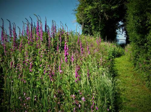 Ffynnon Fendigaid Bed And Breakfast