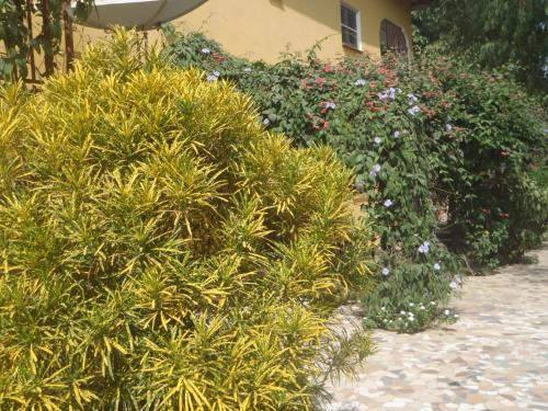 Sanchaba Yellow Apartments