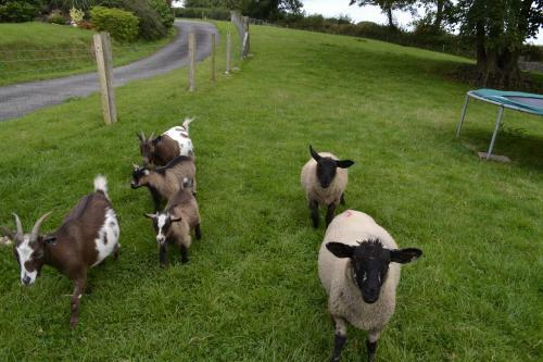 Tregolls Farm Cottages