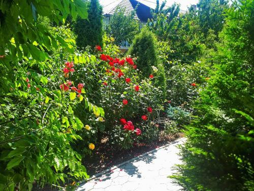 Hostal Villa Rose