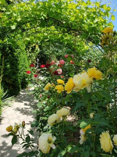 Hostal Villa Rose