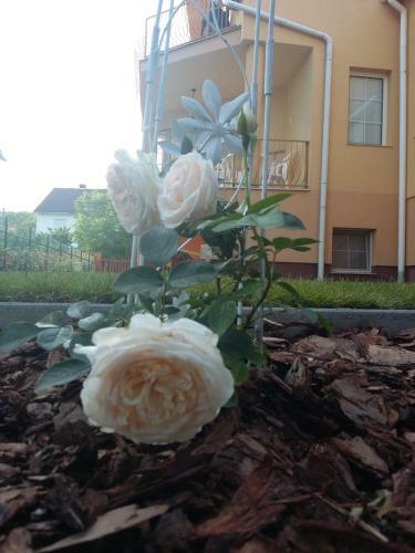 Apartamento Li-do Vend�gh�z