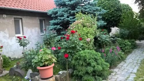 Judit Apartman