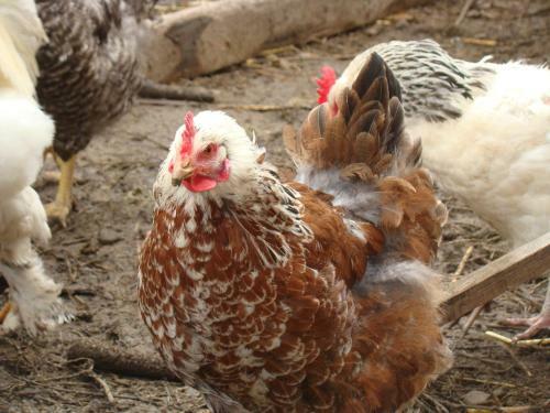 Hostal Pensiunea Agroturistica Cristal