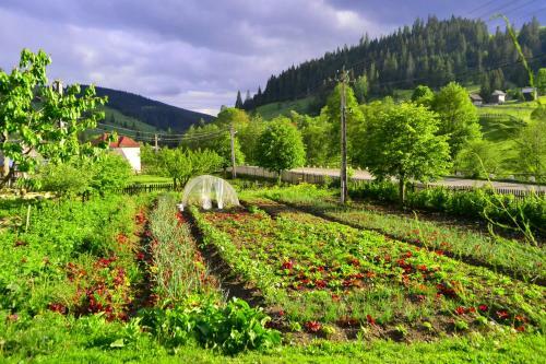 Pensiunea Agroturistica Casa Colini?a