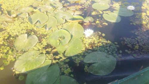 Kifog-lak Vend�gh�z