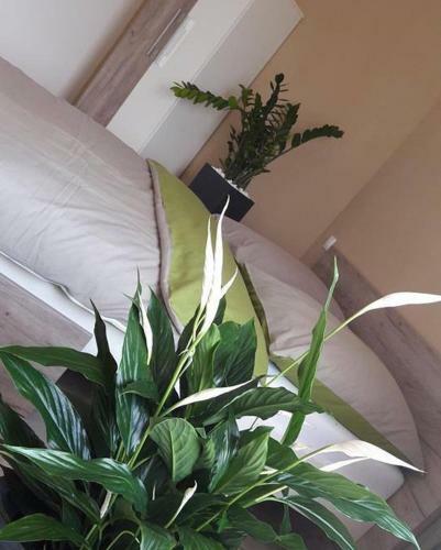 Hostal Rp Fitlife St�di� �s Vend�gh�z