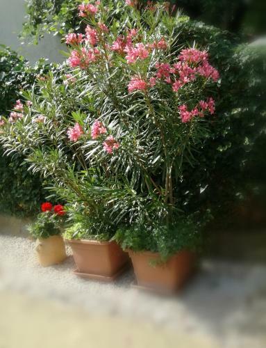 St�lus Apartman