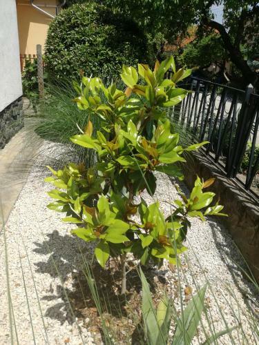 St�lus Apartman