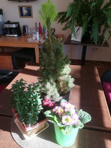 Hostal Shubu Zen Vend�gh�z