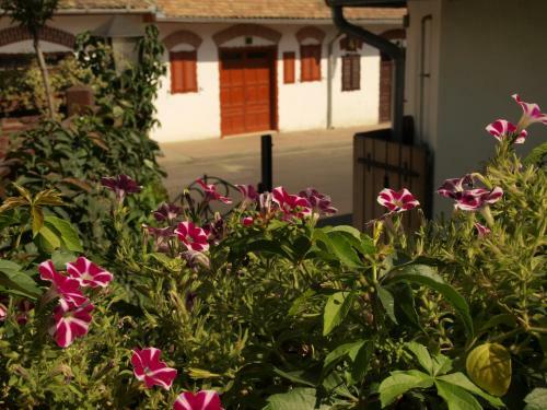 Hostal Vit�nyi Pince Vend�gh�z