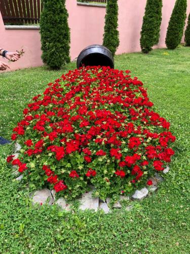 Hostal Pensiunea Contesa